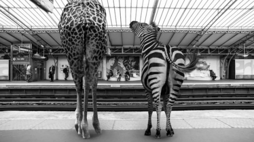 Wild Animals Stuck in Subway